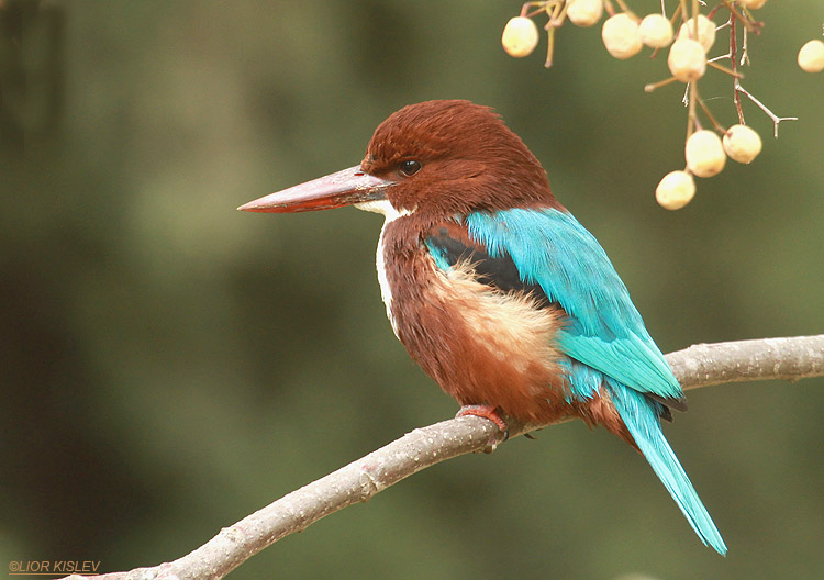   White-throated Kingfisher Halcyon smyrnensis , Maagan Michael 09-01-11 Lior Kislev 